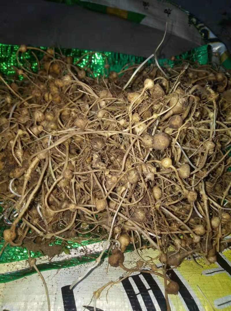 野生三七需要购买的联系我