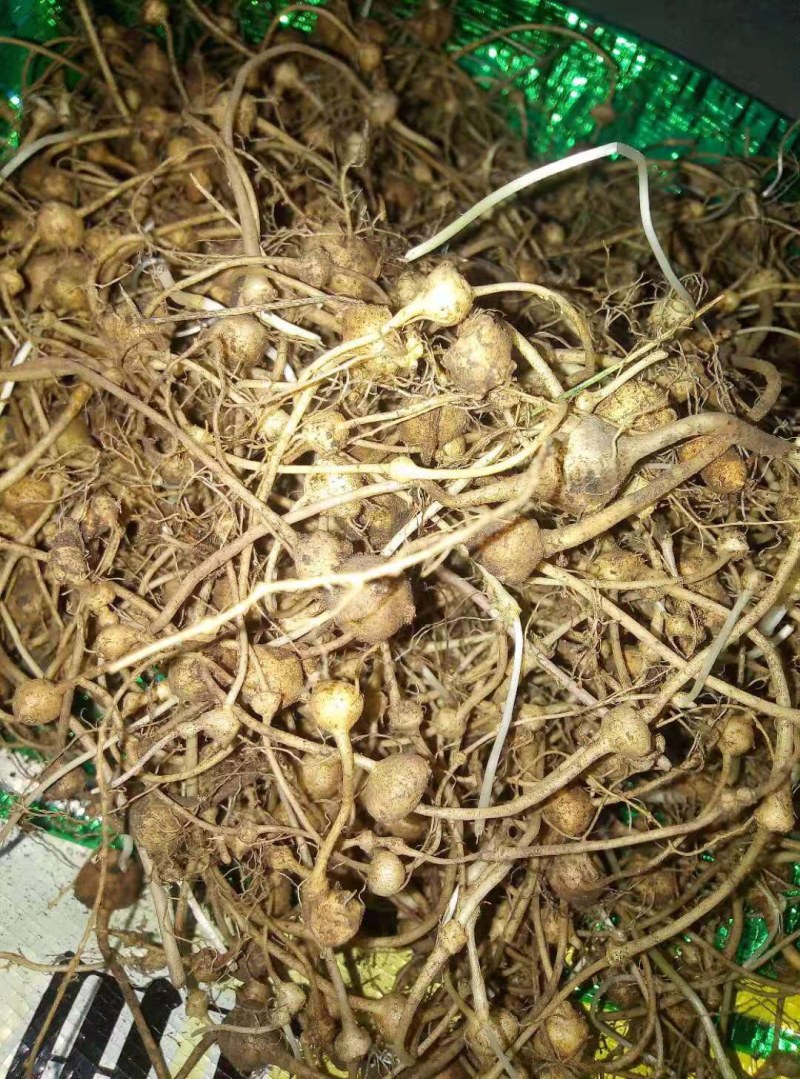 野生三七需要购买的联系我