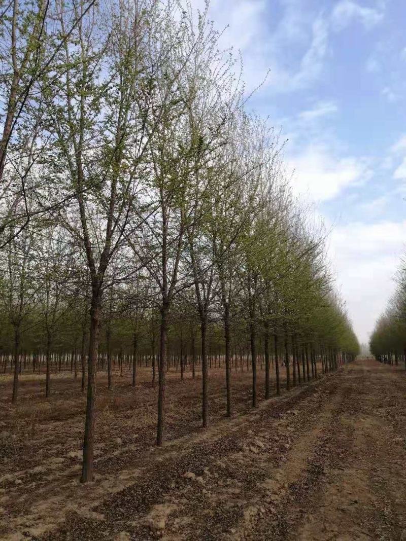 山东白榆树