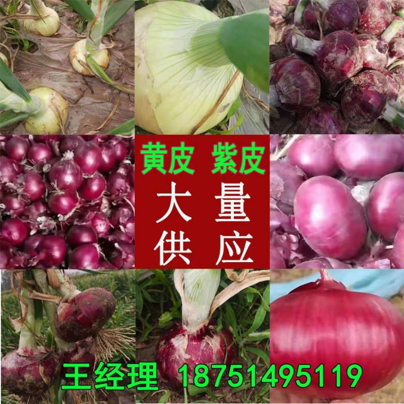 丰县精品紫皮洋葱大量上市新葱上市。。。。。。。。