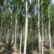 山东毛白杨树苗批发