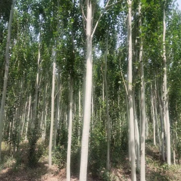 山东毛白杨树苗批发