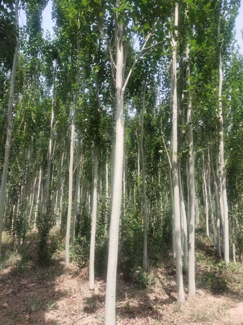 山东毛白杨树苗批发