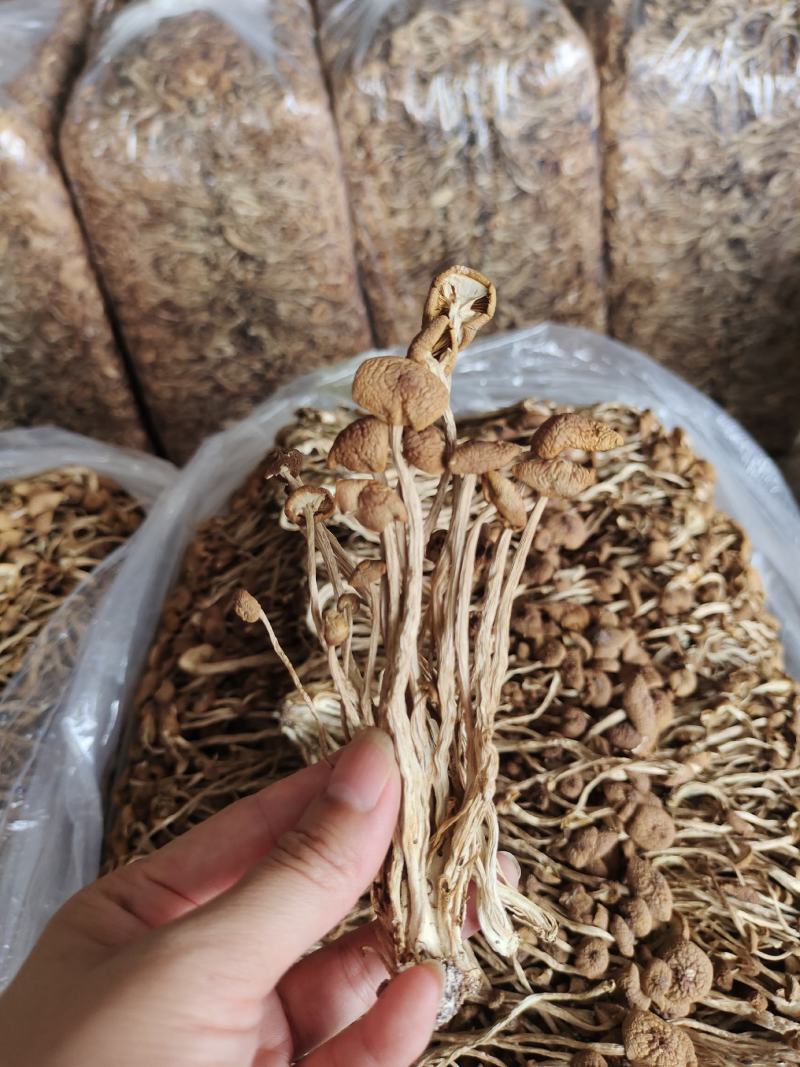 农家茶树菇，未开伞冰雹茶树菇，12公分以上，食用菌干货