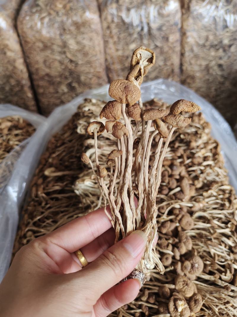 农家茶树菇，未开伞冰雹茶树菇，12公分以上，食用菌干货