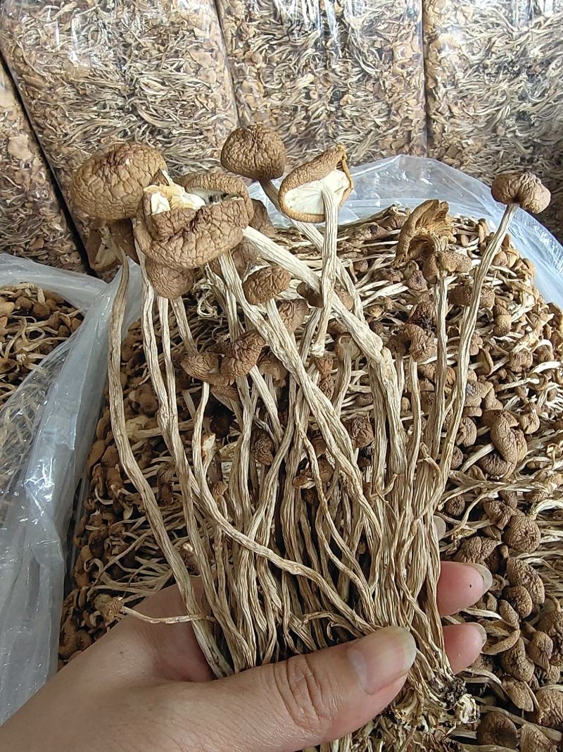 农家茶树菇，未开伞冰雹茶树菇，12公分以上，食用菌干货