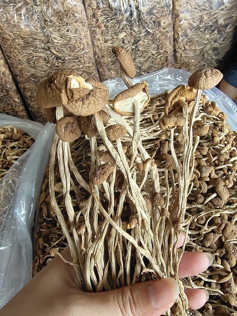 农家茶树菇，未开伞冰雹茶树菇，12公分以上，食用菌干货