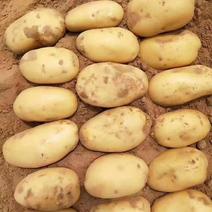 专职收购各种土豆226—早大白—荷兰十五—冀张暑