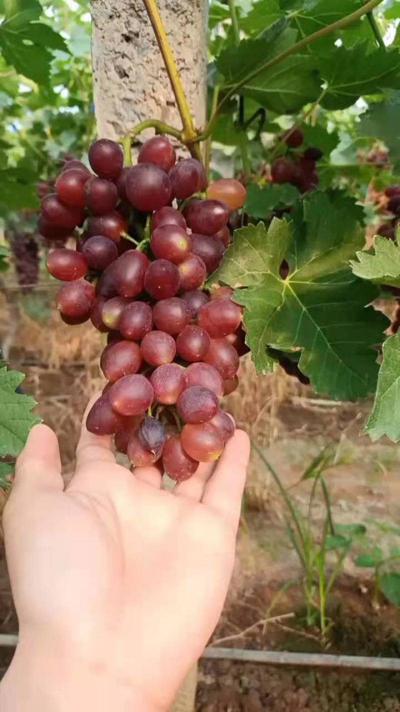 山东省平邑千多亩种植基地的葡萄大量上市，串形好，颗粒大