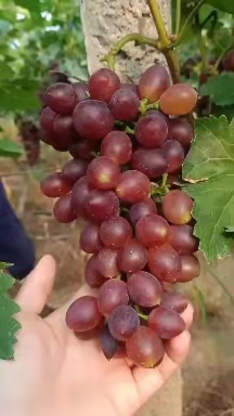 山东省平邑千多亩种植基地的葡萄大量上市，串形好，颗粒大