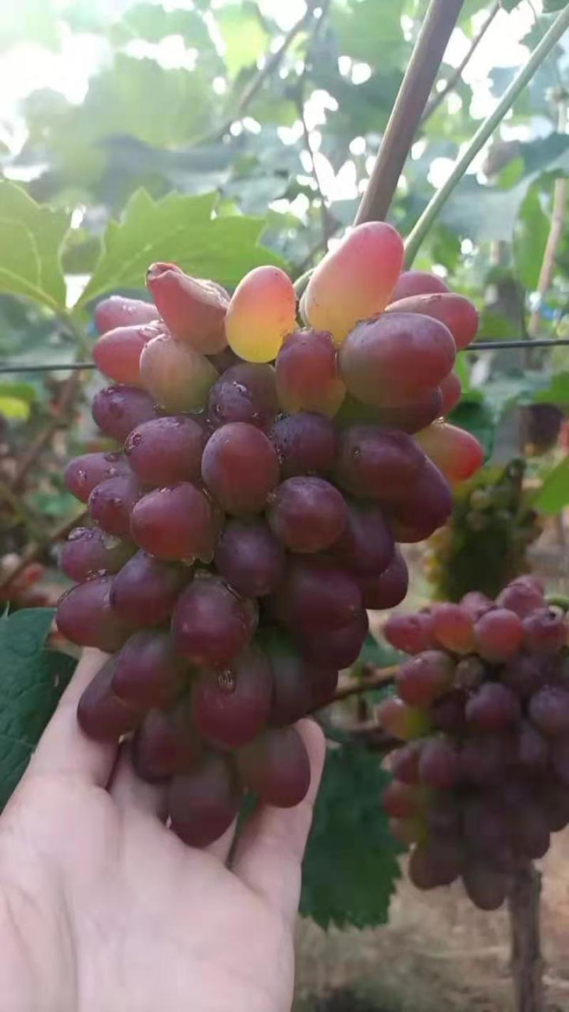 山东省平邑千多亩种植基地的葡萄大量上市，串形好，颗粒大