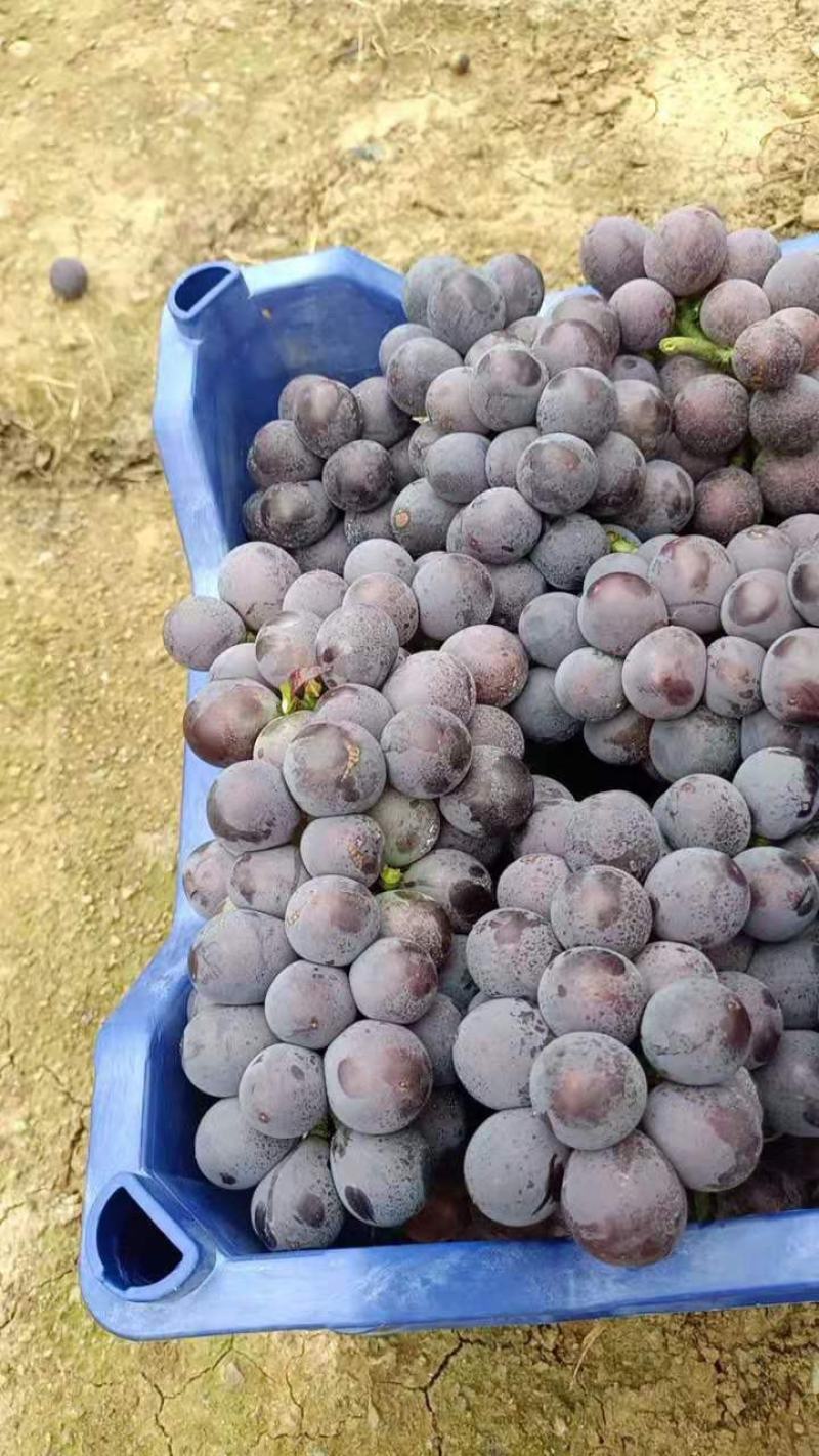 山东省平邑千多亩种植基地的葡萄大量上市，串形好，颗粒大