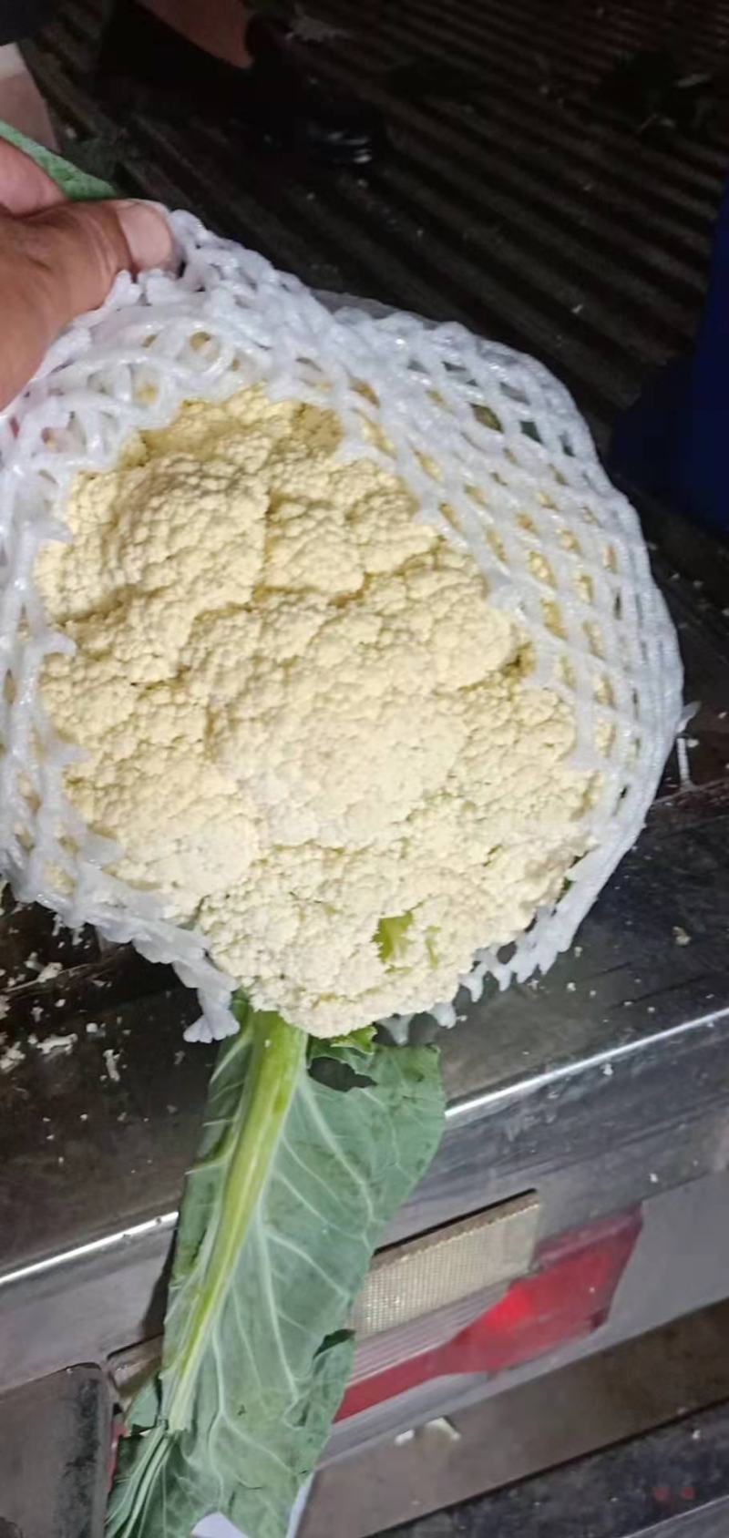 优质精品白面青梗松花菜一手货源。乳白色净菜