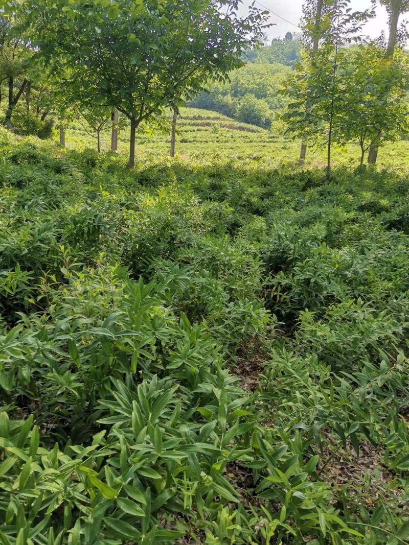 鸡头黄精种籽