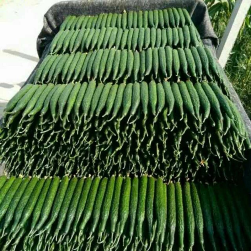 【真实价格】山东产地黄瓜，食堂货，电商货，市场货大量供应