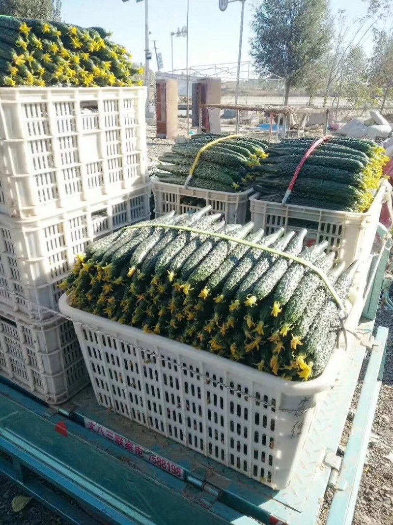 【真实价格】山东产地黄瓜，食堂货，电商货，市场货大量供应