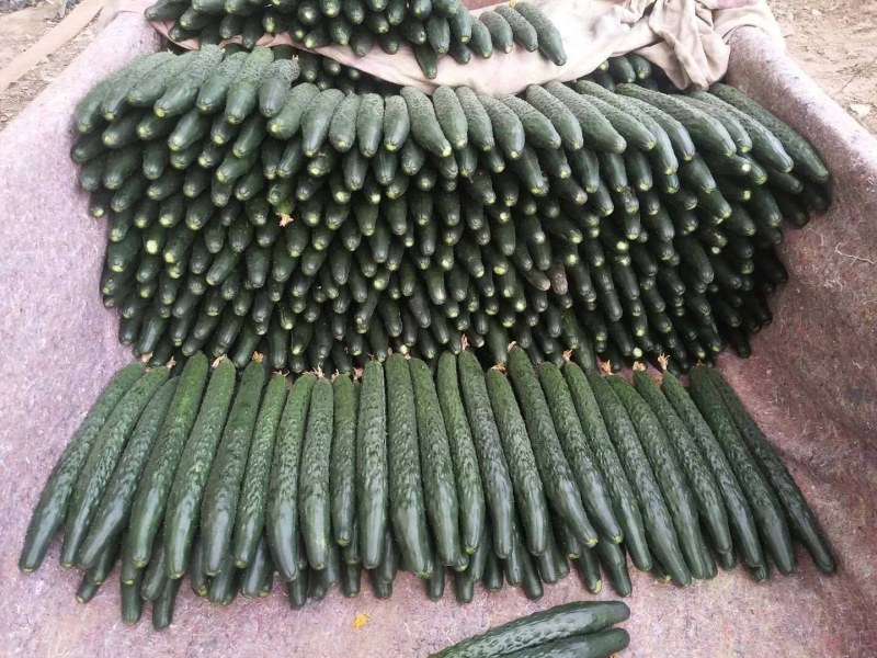 【真实价格】山东产地黄瓜，食堂货，电商货，市场货大量供应