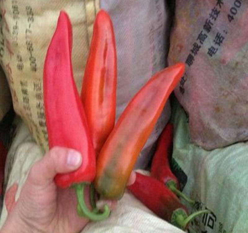 同乐十一青红果牛角椒高产优质辣椒种子10克袋正品包邮