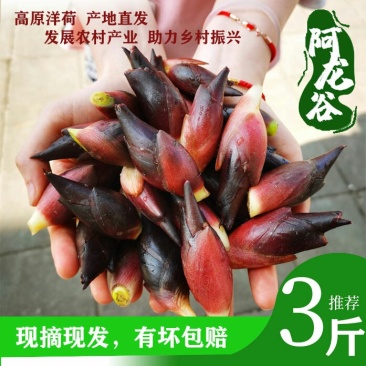 高原洋荷（洋霍阳荷洋荷姜）现摘现发（包邮）