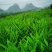 高原洋荷（洋霍阳荷洋荷姜）现摘现发（包邮）