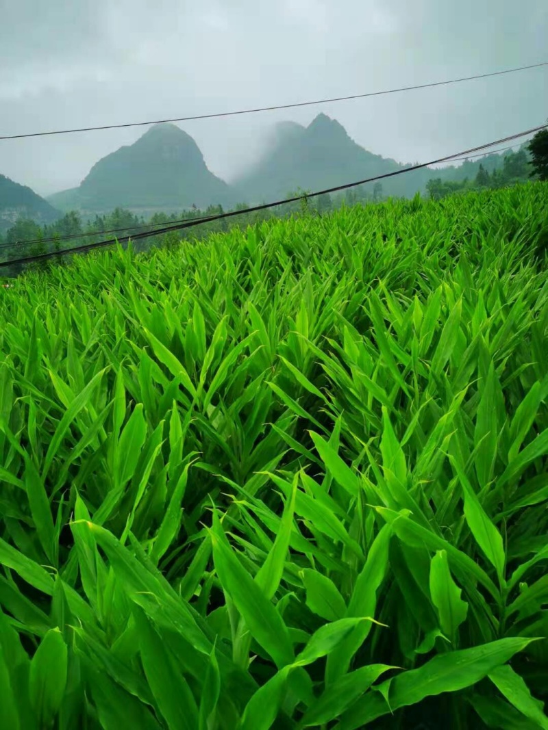 高原洋荷（洋霍阳荷洋荷姜）现摘现发（包邮）