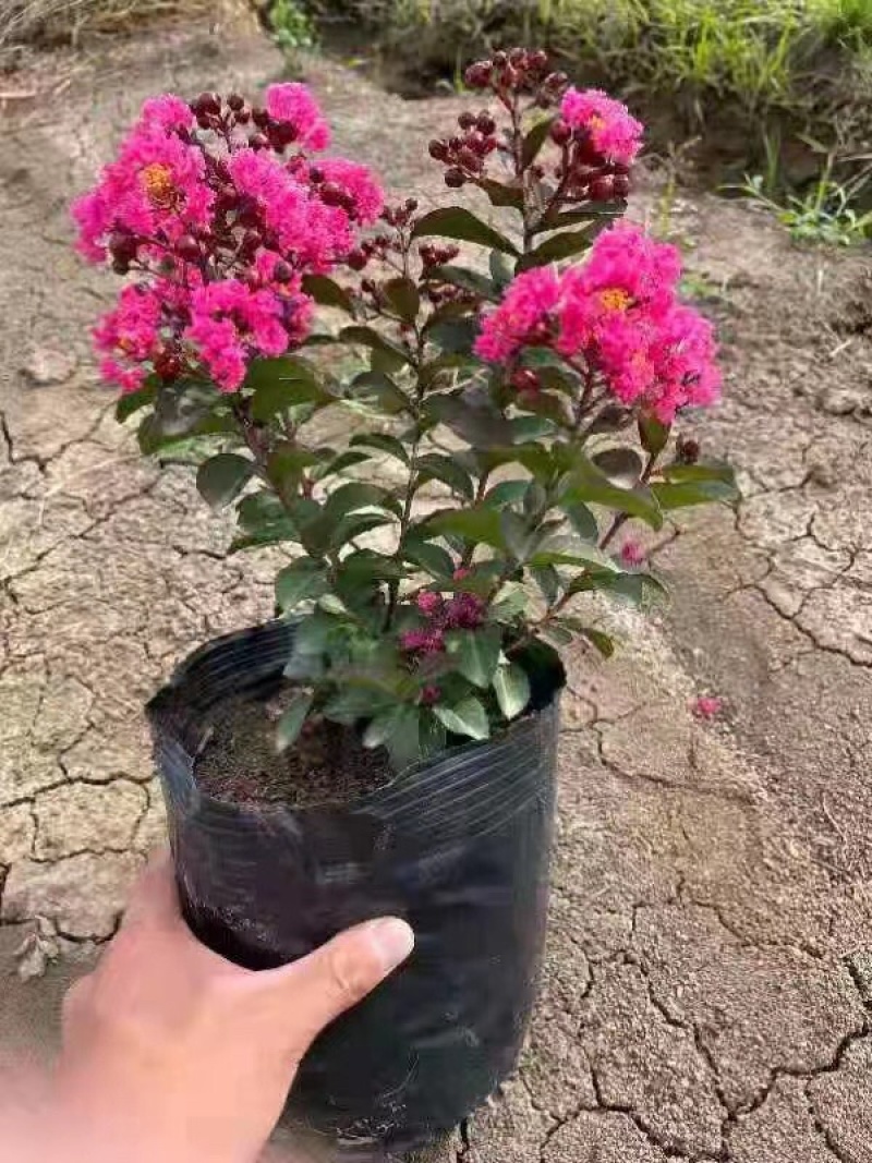 紫薇绿化工程苗木规格齐全基地直售量大优惠