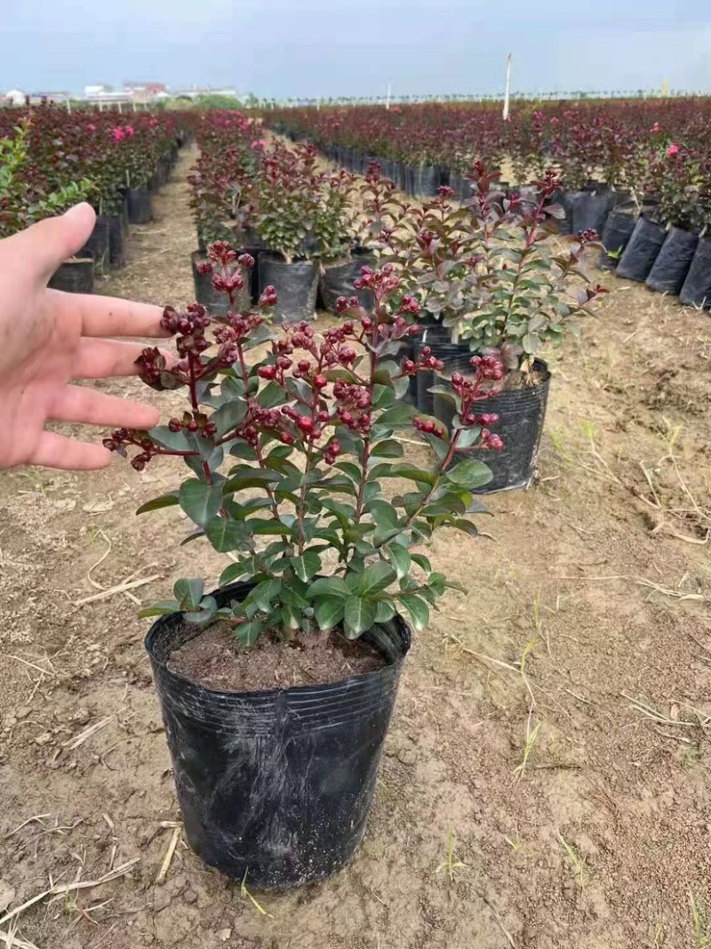 紫薇绿化工程苗木规格齐全基地直售量大优惠