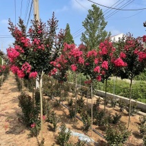 紫薇绿化工程苗木规格齐全基地直售量大优惠