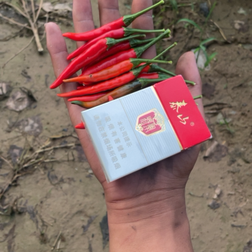 菏泽市牡丹区小米椒