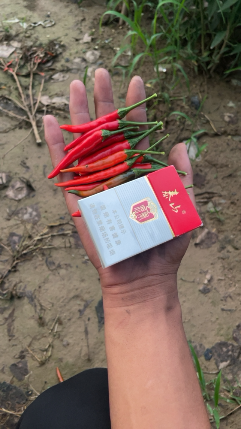 菏泽市牡丹区小米椒