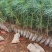 华山松，质量保证，量大从优，证件齐全，荒山造林苗