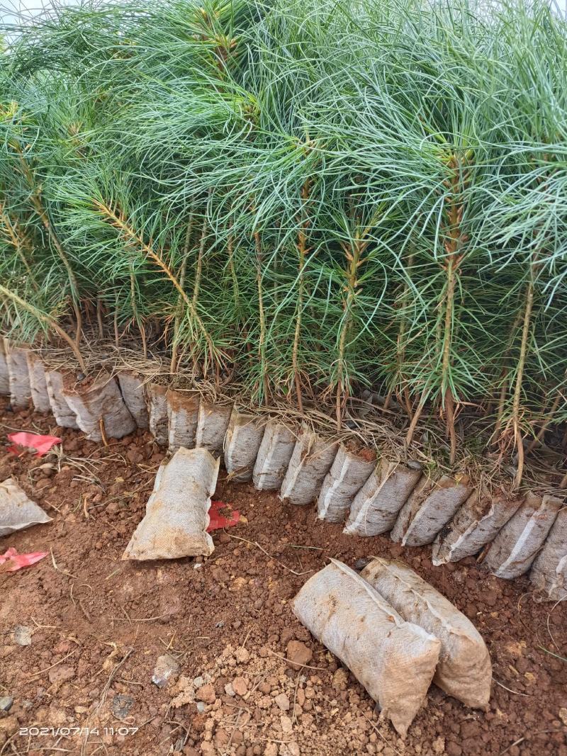华山松，质量保证，量大从优，证件齐全，荒山造林苗