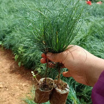 华山松，质量保证，量大从优，证件齐全，荒山造林苗