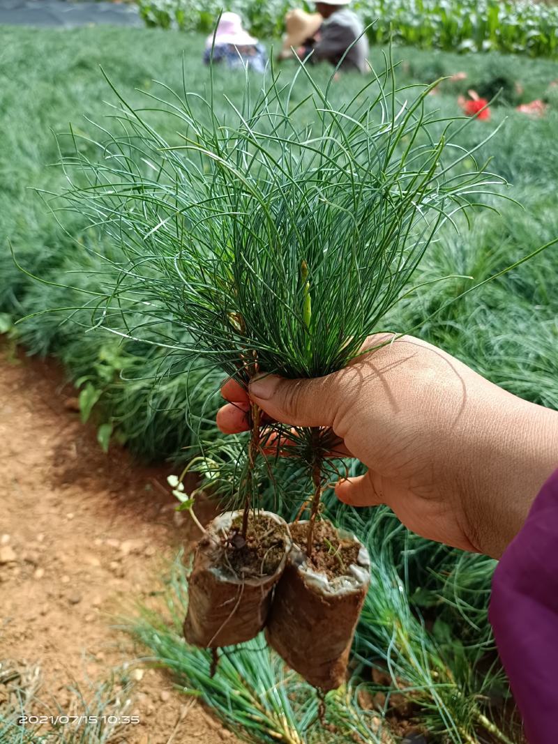 华山松，质量保证，量大从优，证件齐全，荒山造林苗