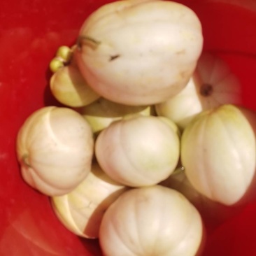 王三香瓜种植基地香瓜