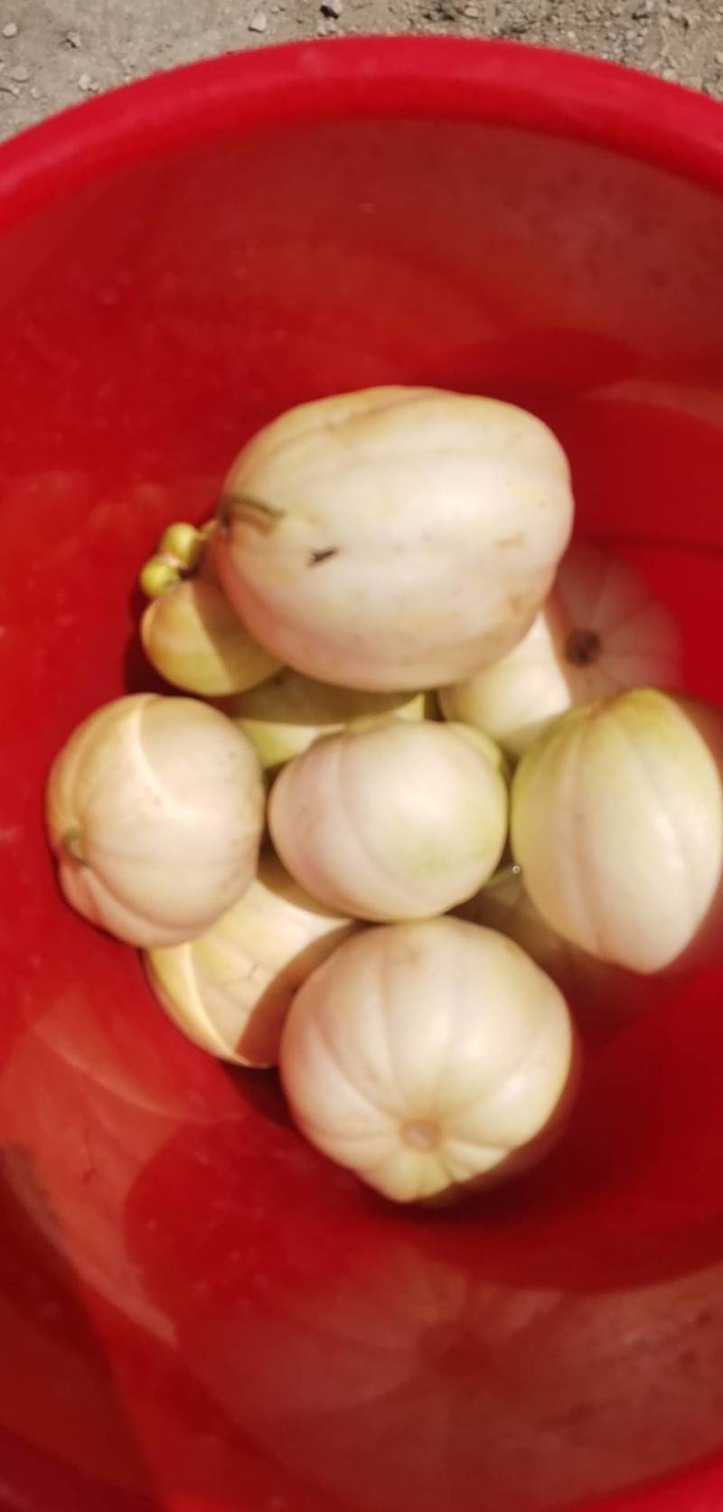 王三香瓜种植基地香瓜