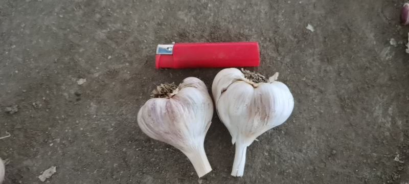 彭州优质软叶蒜宝塔蒜寒蒜蒜苗蒜。