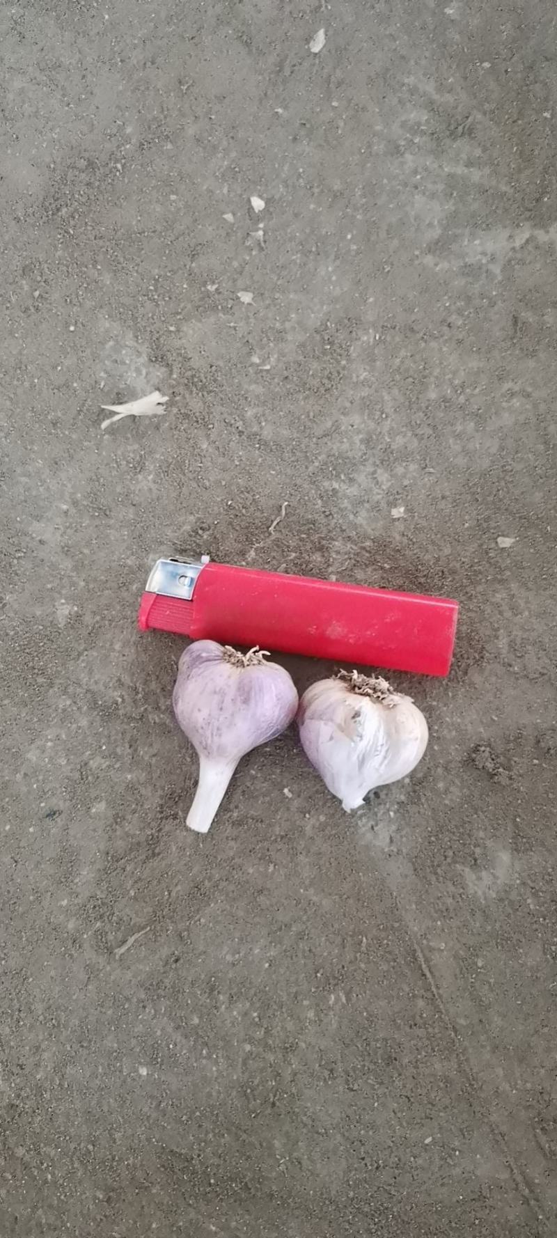 彭州优质软叶蒜宝塔蒜寒蒜蒜苗蒜。