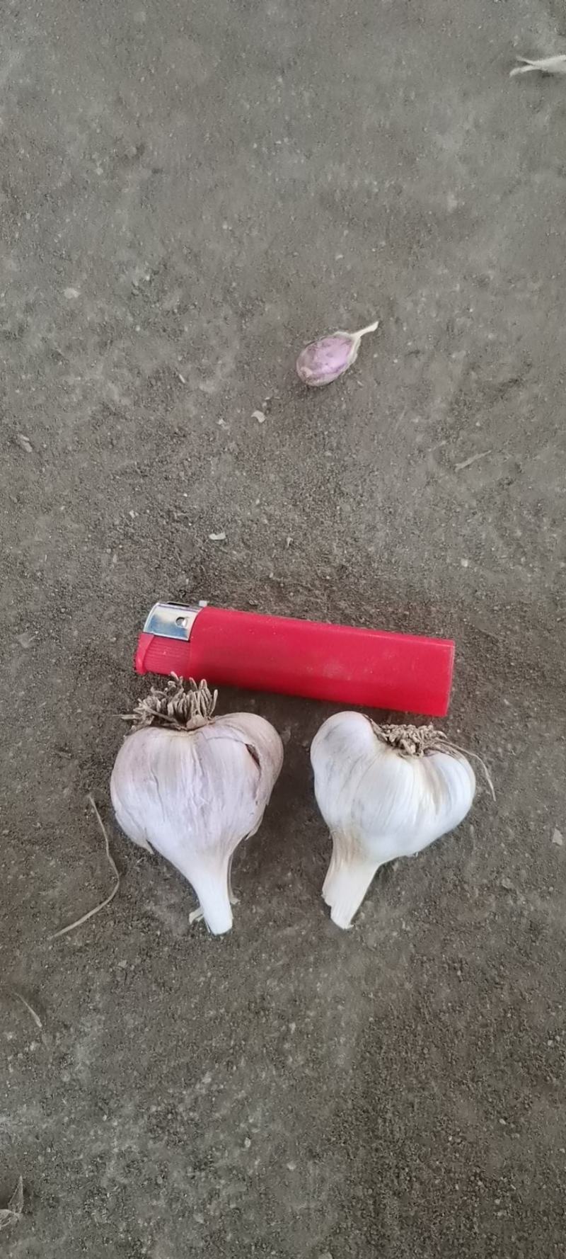 彭州优质软叶蒜宝塔蒜寒蒜蒜苗蒜。