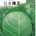 科优日本绿王甘蓝种子绿霸种子春秋品种颜色绿10克