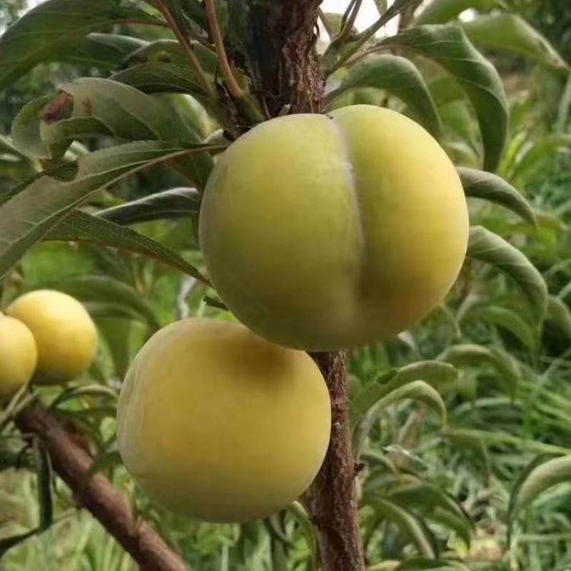 蜂糖李树苗，正宗蜂糖李，早熟品种，端午节成熟，晚熟七份。