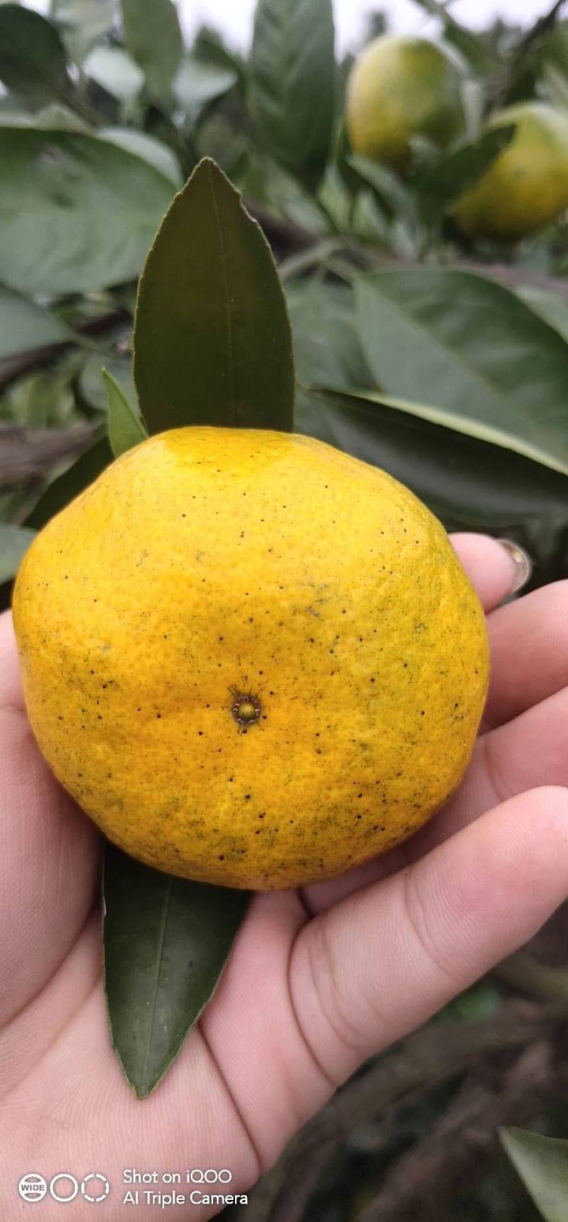 普早蜜橘高次，花皮，葫芦把，小果，超大果，