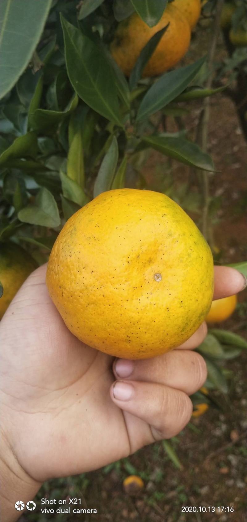 普早蜜橘高次，花皮，葫芦把，小果，超大果，
