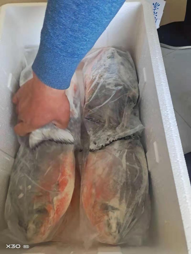 红鲳鱼鲜活速冻及时1箱6斤，4种规格一手货源不包邮