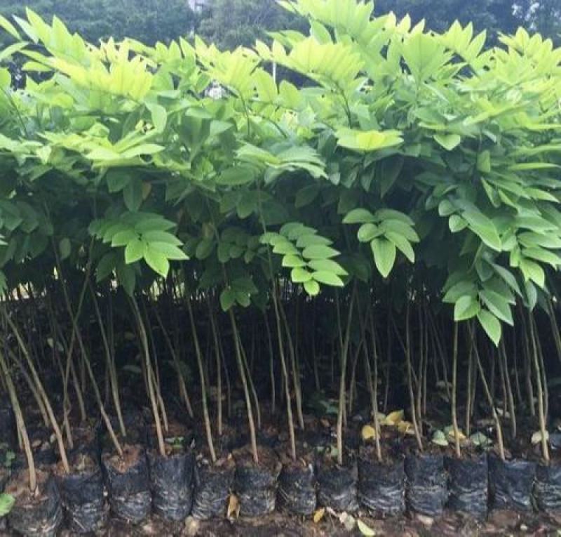 名贵苗木黄花梨树苖黄花梨苗木海南黄花梨苖黄花梨树苗
