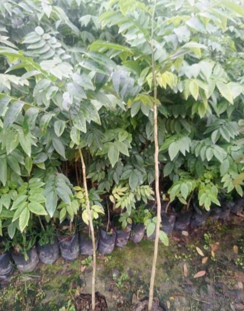 名贵苗木黄花梨树苖黄花梨苗木海南黄花梨苖黄花梨树苗