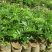 名贵苗木黄花梨树苖黄花梨苗木海南黄花梨苖黄花梨树苗