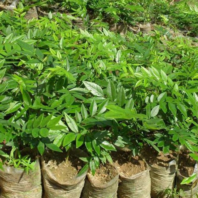 名贵苗木黄花梨树苖黄花梨苗木海南黄花梨苖黄花梨树苗