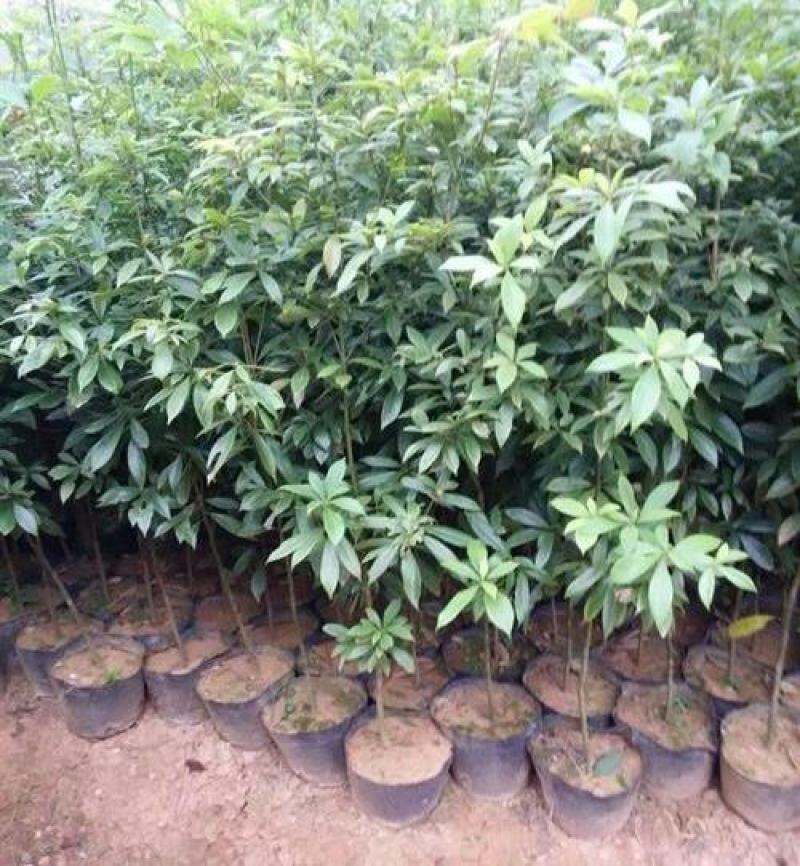 名贵苗木黄花梨树苖黄花梨苗木海南黄花梨苖黄花梨树苗