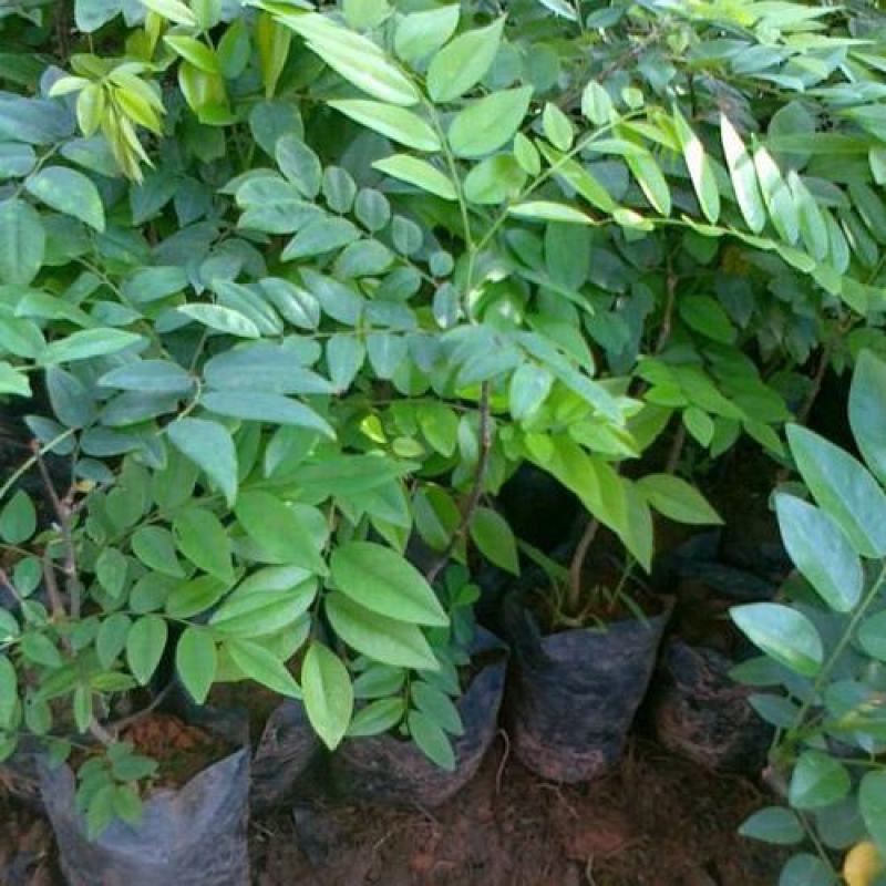 名贵苗木黄花梨树苖黄花梨苗木海南黄花梨苖黄花梨树苗